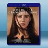 沼澤謀殺案/沼澤深處的女孩 Where the Crawdads Sing (2022)藍光25G